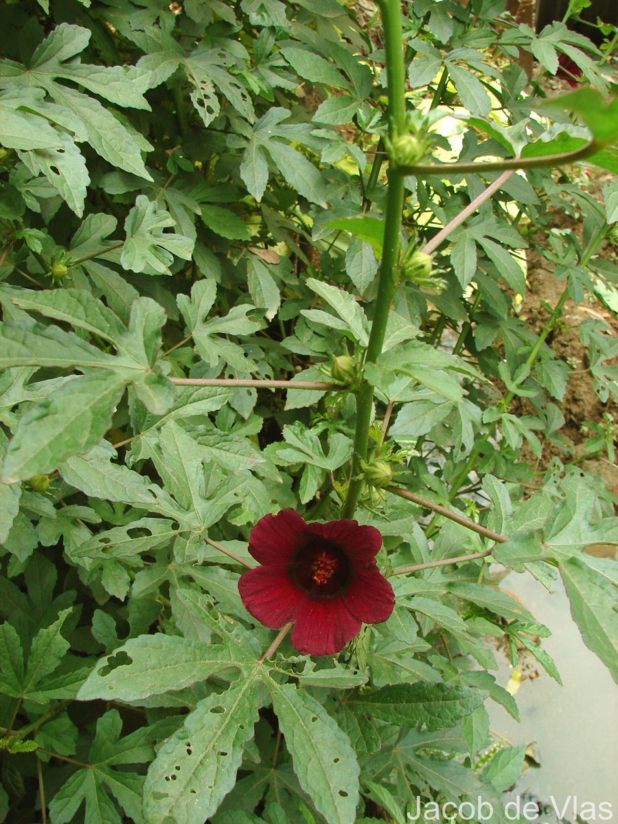Hibiscus radiatus Cav.